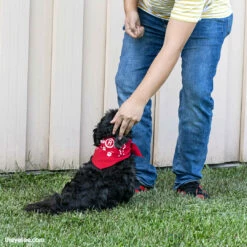 Can You Pet The Dog? Accessories Press A To Pet